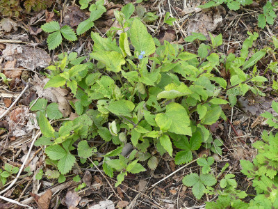 2021-05-06 Brunnera macrophylla 'Giordano Gold'.jpg