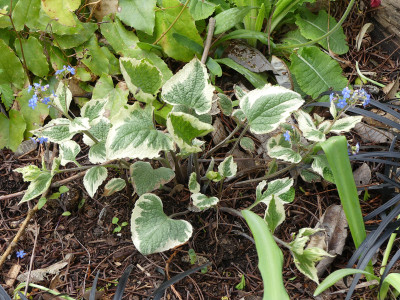 2021-05-06 Brunnera macrophylla 'Variegata'.jpg