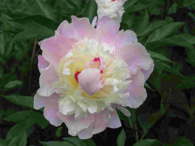 comp_Pfingstrose_rosegelb_007.jpg