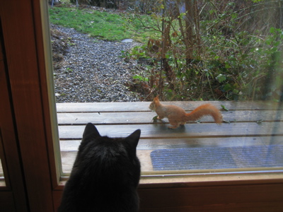 Katzenfernsehen.jpg