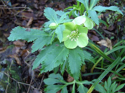 Helleborusbestimmung_fars_2007.jpg