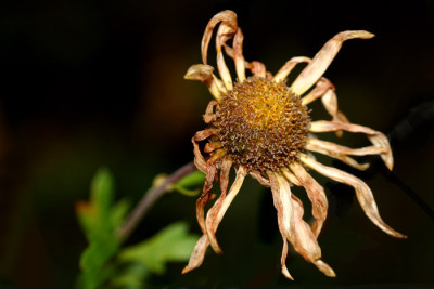 Morbide-Chrysantheme.jpg