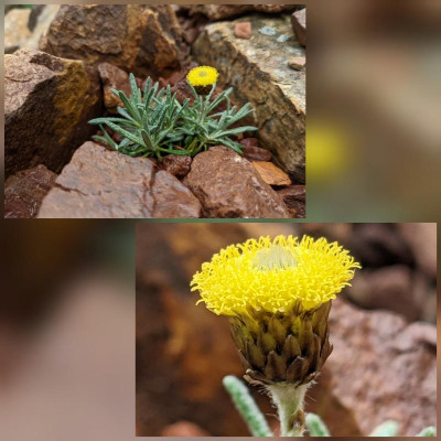 CollageMaker_20210507_131257223.jpg