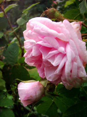 Gloire_des_Mousseux_06_Bl_3_Kopie.jpg