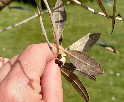olive1.jpg