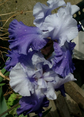 xIris_blau-hellblau_030518.JPG