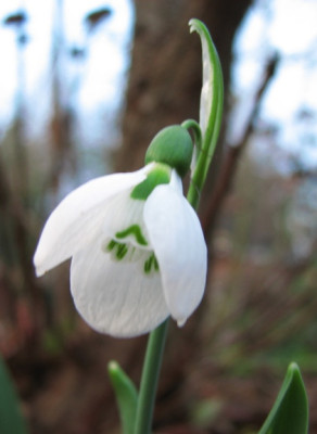 6127_Galanthus_elwesii.JPG