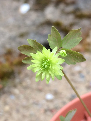 2021-05-07 Anemonella.JPG