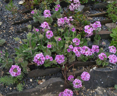 Androsace sarmentosa21.jpg