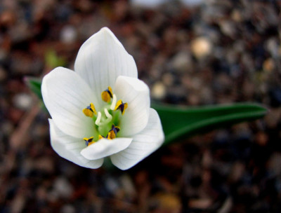 Colchicum_hungaricum.jpg