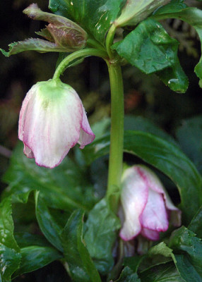 H-hyb6733.jpg