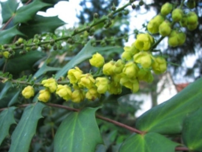 Mahonia.JPG
