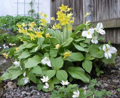 Trillium grandiflorum 08.05.21.JPG