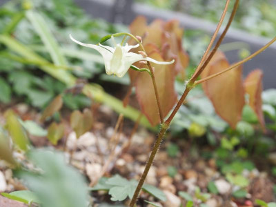Epimedium koreanum G P5080017.JPG