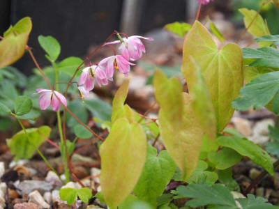 Epimedium sasakii P5080018.JPG