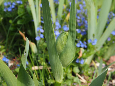 Iris Raptor Red Knospe P5080076.JPG