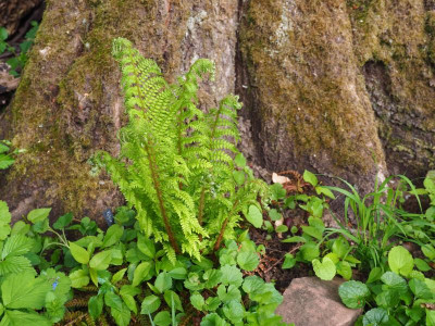 Polystichum setiferum 'Wollastonii' gen Schoebel P5080008.JPG