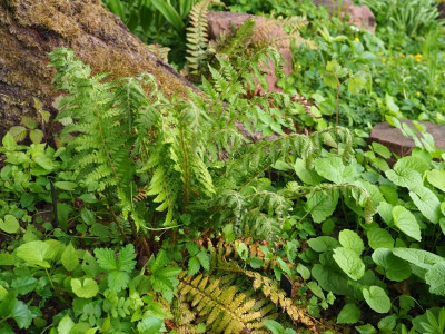 Polystichum microchlamys van Driel P5080005.JPG
