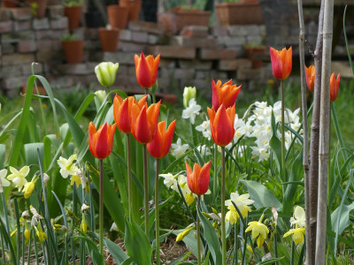 2021-05-08 Tulpen 'Ballerina' 2.jpg