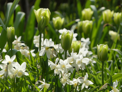 2021-05-08 Gartenimpressionen 3.jpg