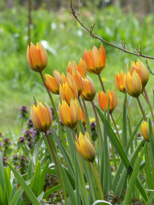 2021-05-08 Tulipa whittallii 'Major' 1.jpg