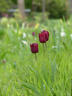 2021-05-08 Tulpen 'Jan Reus' 1.jpg