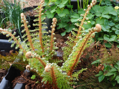 Polystichum setiferum Plumosum Densum G P5080023.JPG