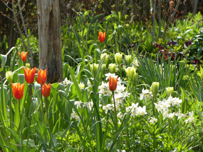 2021-05-08 Gartenimpressionen 1.jpg