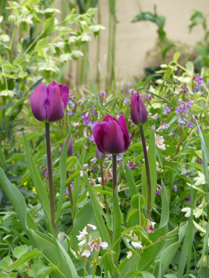 2021-05-08 Gartenimpressionen 5.jpg