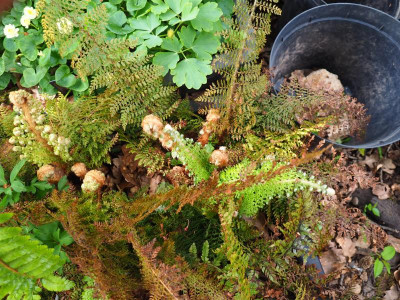 Polystichum setiferum Plumosum Densum J 2 P5080031.JPG