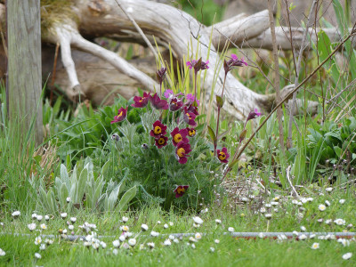 2021-05-08 Gartenimpressionen 4.jpg