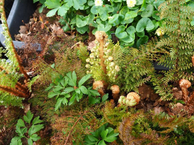 Polystichum setiferum 'Mrs Goffey' veg J P5080028.JPG