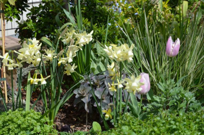 Narcissus-MoonlightSensation.21-2.jpg