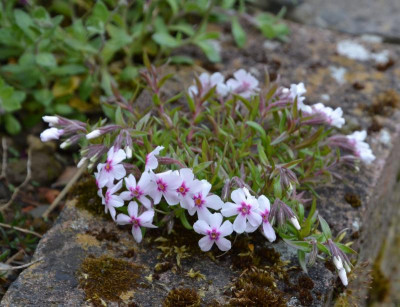 Phlox_subulata.21-1.jpg