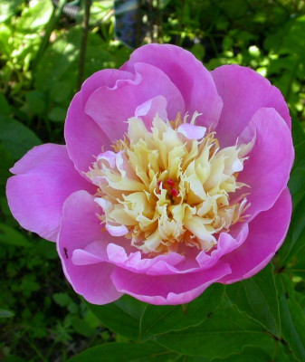 Bowl_of_Beauty_2006.jpg