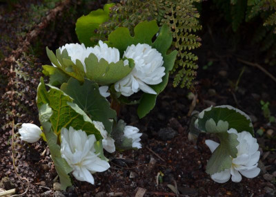 Sanguinaria_canadensis-FlorePlena.21-2.jpg