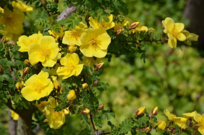 Rosa_pimpinellifolia-HelenKnight.21-2.jpg