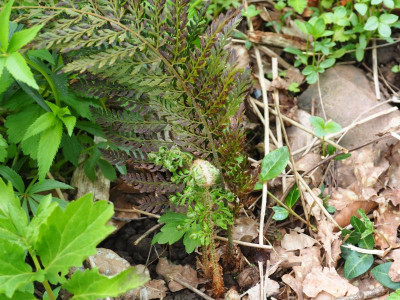 Polystichum setiferum 'Bevis' veg von Driel P5080041.JPG