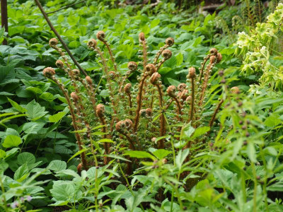 Polystichum setiferum Plumosum densum P5080043.JPG