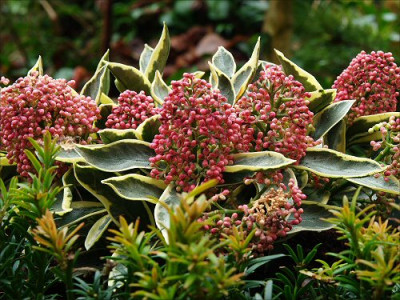 Skimmia_japonica_Magic_Marlot..jpg