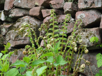 Polystichum setiferum Bevis oder Herrenhausen P5080044.JPG