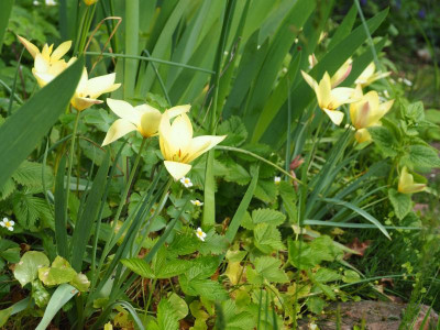 Tulipa Honky Tonk P5080009.JPG