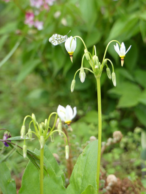 2021-05-08 Dodecatheon meadia 'Alba' 2.jpg