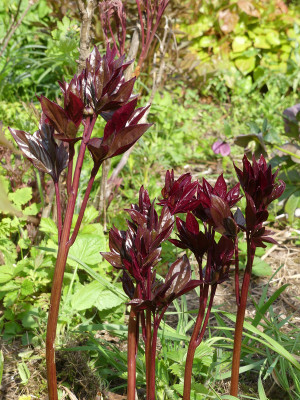 2021-05-08 Paeonia 'Uncle Tom'.jpg