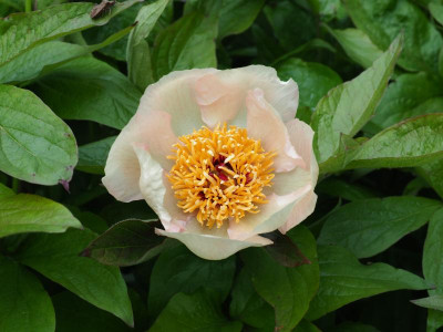 Paeonia Wittmanniana 'Mai Fleuri' P5080047.JPG
