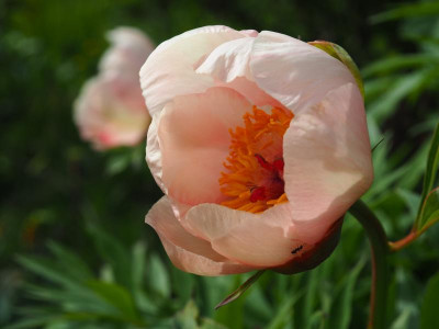 Paeonia Saunders Nosegay P5080074.JPG