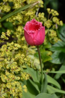 Tulipa-unbekannt.21-1.jpg