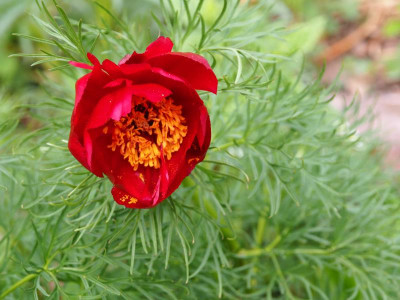 Paeonia tenuifolia HP P5080012.JPG