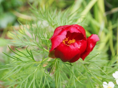 Paeonia tenuifolia IR P5080014.JPG