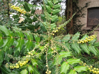 11.12.07_Mahonia_.JPG